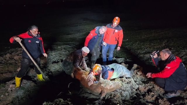 Yalova'da bataklıkta mahsur kalan vatandaş ve büyükbaş hayvanı kurtarıldı