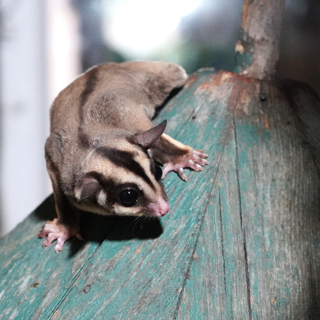 Kaçak bakılan 33 'uçan sincap' rehabilitasyona alındı