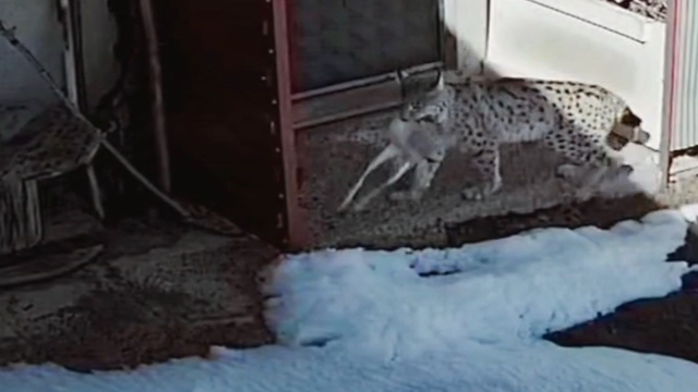 Bayburt'ta vaşağın tavşan avı kamerada