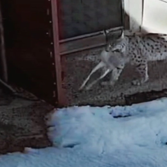 Bayburt'ta vaşağın tavşan avı kamerada