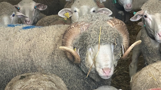 Milyonluk koçun kuzuları için bugünden sıraya girdiler
Şampiyon koçun kuzularına bugünden 150 talep geldi