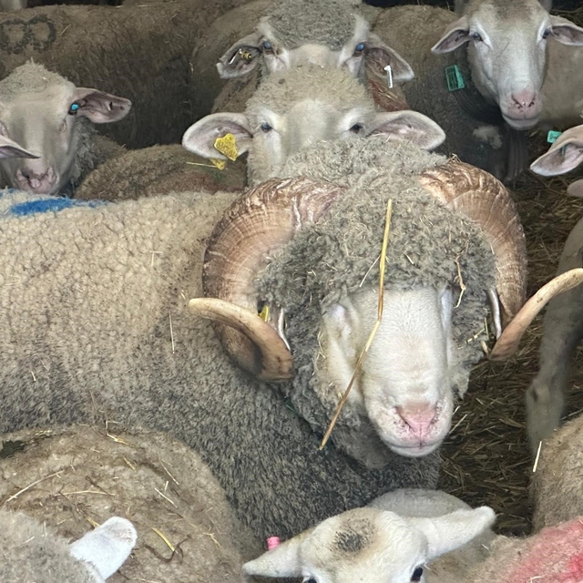 Milyonluk koçun kuzuları için bugünden sıraya girdiler
Şampiyon koçun kuzul...