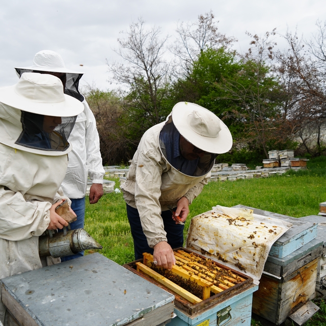 Kış uykusundan uyanan arılar Erzincan'da yeni sezona hazırlanıyor