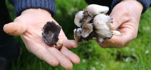 Bahar geldi, risk arttı: Yabani mantar tüketimine dikkat