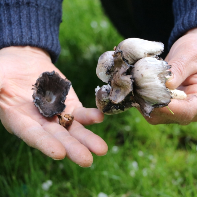 Bahar geldi, risk arttı: Yabani mantar tüketimine dikkat