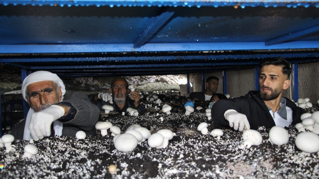 2 bin yıllık tarihi mağarada mantar üretim tesisi kurdu
Tarihi mağara ekonomiye kazandırıldı
Dededen kalan mağara, aileye geçim kaynağı oldu