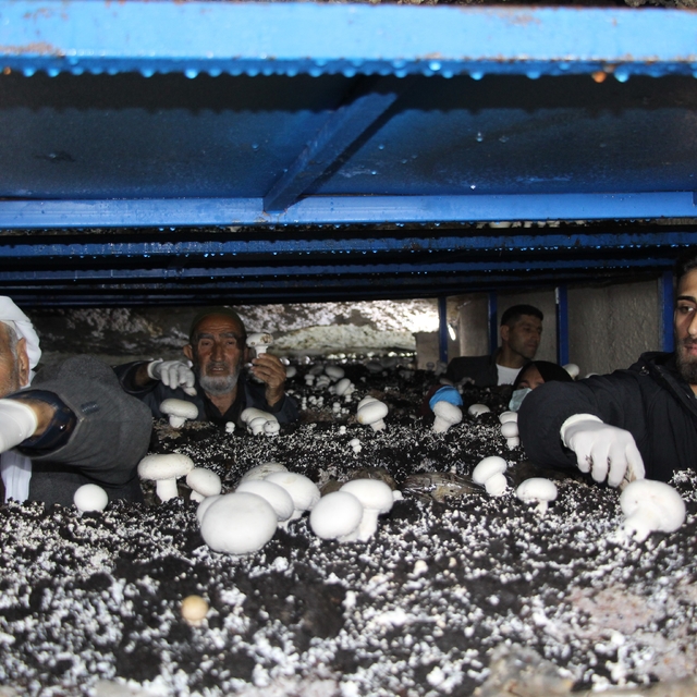 2 bin yıllık tarihi mağarada mantar üretim tesisi kurdu
Tarihi mağara ekono...