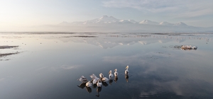 Kayseri'nin ilk pelikanları geldi Pelikanlar uykularında dronla görüntülendi