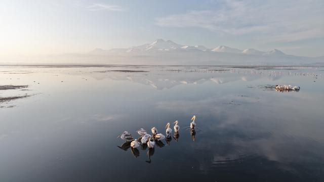 Kayseri'nin ilk pelikanları geldi
Pelikanlar uykularında dronla görüntülendi
