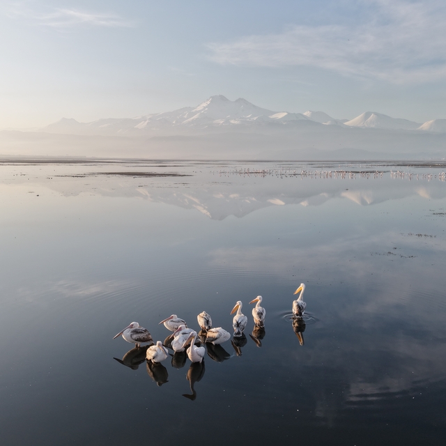 Kayseri'nin ilk pelikanları geldi
Pelikanlar uykularında dronla görüntülend...