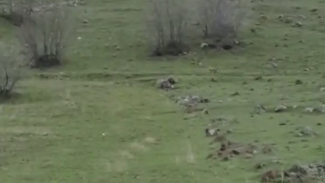 Diyarbakır'da kurt sürüsü görüntülendi