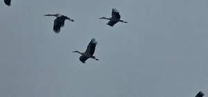 Bandırma semalarında baharın habercisi leylekler görüntülendi Binlerce leylek Bandırma’da görüntülendi, gökyüzünde bahar dansı
