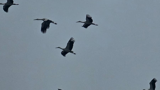 Bandırma semalarında baharın habercisi leylekler görüntülendi
Binlerce leylek Bandırma'da görüntülendi, gökyüzünde bahar dansı