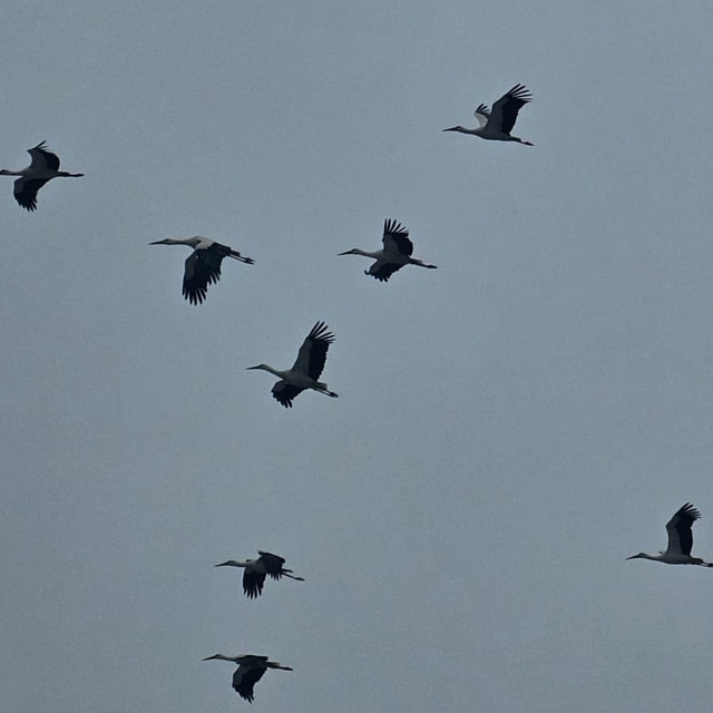 Bandırma semalarında baharın habercisi leylekler görüntülendi
Binlerce leyl...
