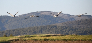 Kastamonu'da görsel şölen: Turna ailesi göç yolunda görüntülendi