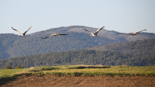 Kastamonu'da görsel şölen: Turna ailesi göç yolunda görüntülendi