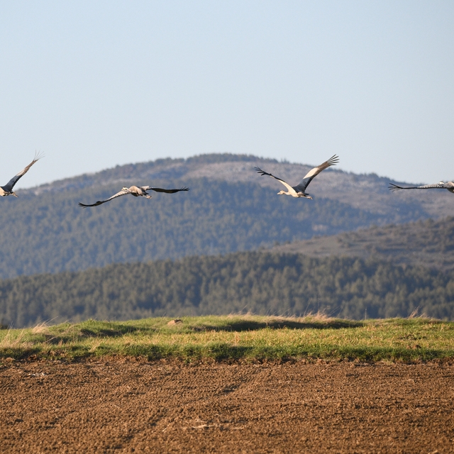 Kastamonu'da görsel şölen: Turna ailesi göç yolunda görüntülendi