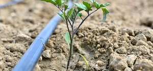 Gördes’te 73 bin domates fidesi toprakla buluşuyor