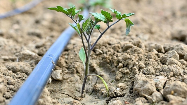 Gördes'te 73 bin domates fidesi toprakla buluşuyor