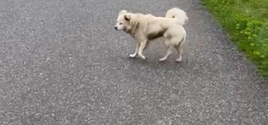 Can korkusuyla aldığı kurusıkı, işsizliğe sebep oldu Sokak köpeği korkusu sonrası belediyeye öfke: "Bana değer vermeyen belediyeye ben de değer vermem"