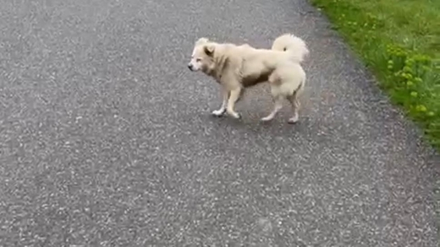 Can korkusuyla aldığı kurusıkı, işsizliğe sebep oldu
Sokak köpeği korkusu sonrası belediyeye öfke: "Bana değer vermeyen belediyeye ben de değer vermem"