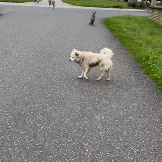 Can korkusuyla aldığı kurusıkı, işsizliğe sebep oldu
Sokak köpeği korkusu s...