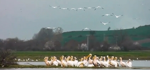 Göç yolundaki pelikan sürüsü, Boğazköy Barajı'nda görüntülendi