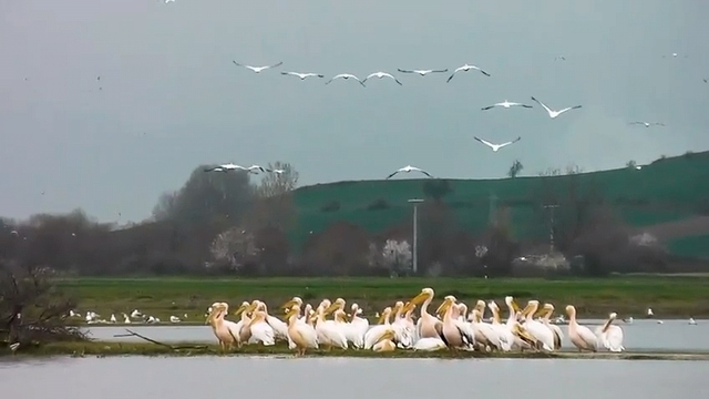 Göç yolundaki pelikan sürüsü, Boğazköy Barajı'nda görüntülendi