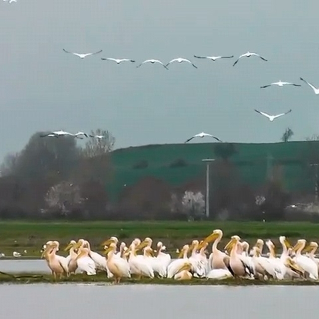 Göç yolundaki pelikan sürüsü, Boğazköy Barajı'nda görüntülendi