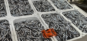 Tezgahlarda hamsinin son günleri: Kilosu 150 liradan satılıyor
