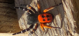 Akdeniz ve Orta Asya'nın nadir türü Elazığ'da ortaya çıktı