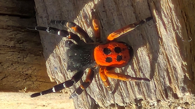 Akdeniz ve Orta Asya'nın nadir türü Elazığ'da ortaya çıktı