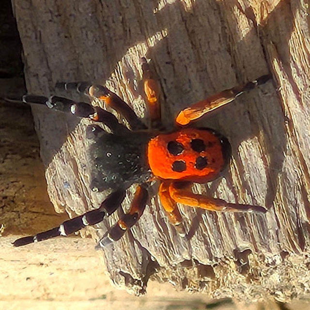 Akdeniz ve Orta Asya'nın nadir türü Elazığ'da ortaya çıktı