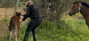 Tellere takılan tayı kurtarıp annesine kavuşturdu