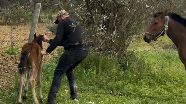 Tellere takılan tayı kurtarıp annesine kavuşturdu