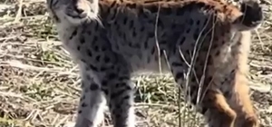 Ormanın hayaleti vaşağın çığlığı kamerada