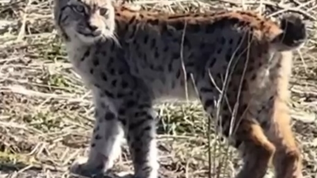 Ormanın hayaleti vaşağın çığlığı kamerada