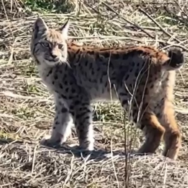 Ormanın hayaleti vaşağın çığlığı kamerada