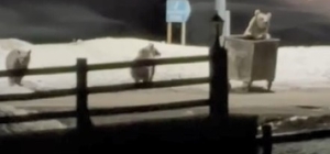 Kars’ta anne ayı ve yavrularının çöp konteynırı mesaisi kamerada