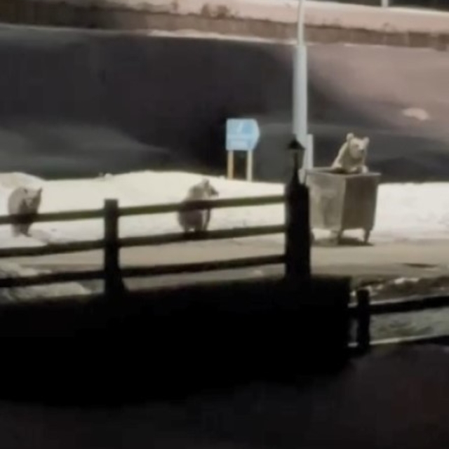 Kars'ta anne ayı ve yavrularının çöp konteynırı mesaisi kamerada