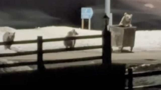 Kars'ta anne ayı ve yavrularının çöp konteynırı mesaisi kamerada