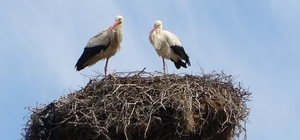 Hasköy'de leylekler aynı güzergahta 18 yuvayı doldurdu
