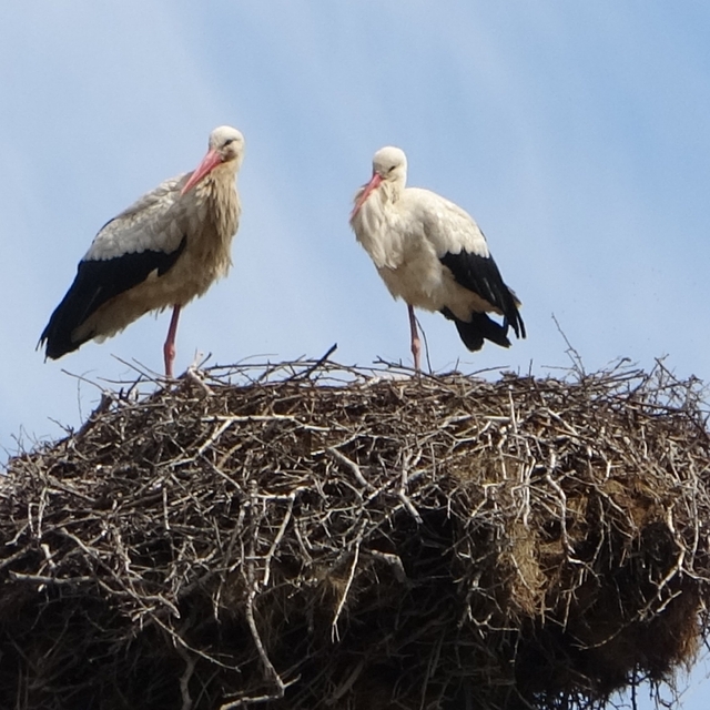 Hasköy'de leylekler aynı güzergahta 18 yuvayı doldurdu