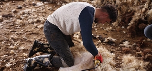 Kars’ta koyun kırkım sezonu başladı