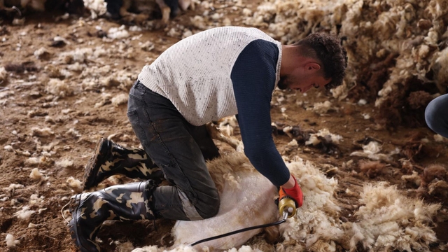 Kars'ta koyun kırkım sezonu başladı