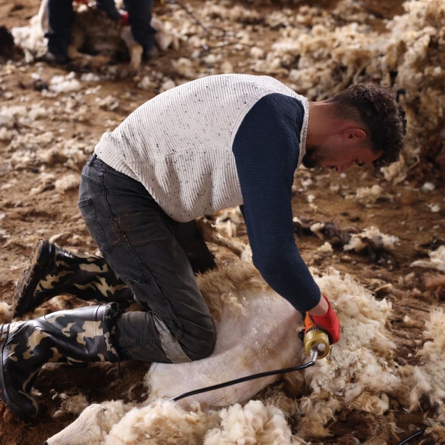Kars'ta koyun kırkım sezonu başladı