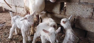 Süt rekortmeni Saanen keçiden dördüz doğum
