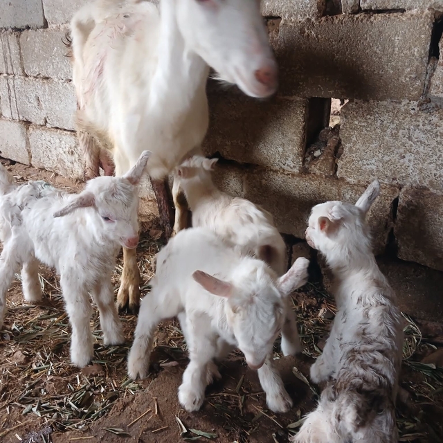 Süt rekortmeni Saanen keçiden dördüz doğum