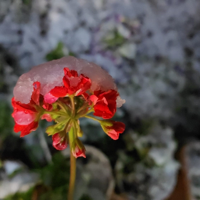 Denizli'de baharda yağan lapa lapa kar araçları yolda bıraktı
Birçok ilçeyi...