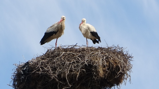 Hasköy'de leylekler aynı güzergahta 18 yuvayı doldurdu